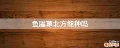鱼腥草北方能种吗
