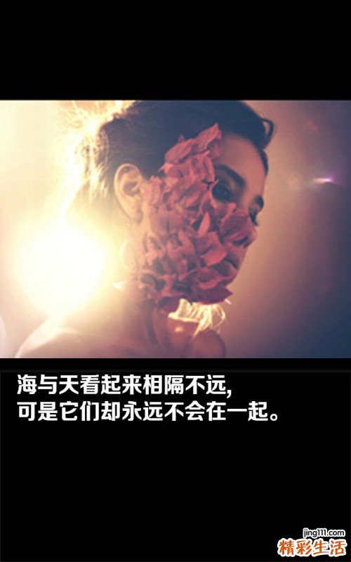 4 粉背蕨