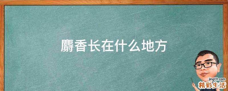 麝香长在什么地方