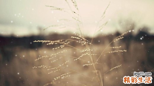 喝红茶可以减肥吗