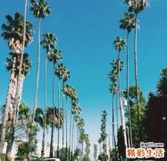 女性吃吊瓜子有什么好处