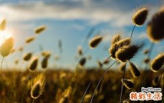 后背岔气按什么穴位