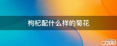 枸杞配什么样的菊花