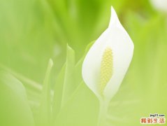 4 翡翠