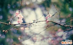 秋季吃什么清肺去火