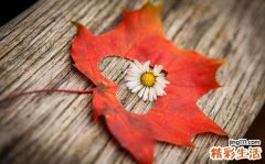 2 附子的功效与作用