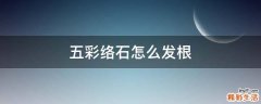 五彩络石怎么发根
