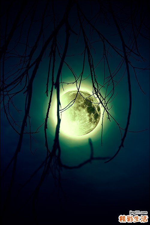 2 野生灵芝的食用方法