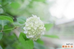 4 藏三七