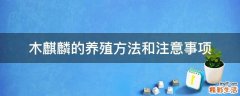木麒麟的养殖方法和注意事项