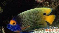 治湿疹偏方2