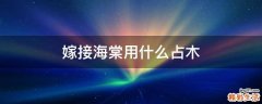 嫁接海棠用什么占木