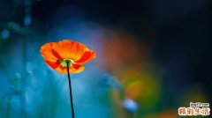 3 花菜的营养价值