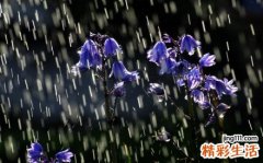 冬珊瑚