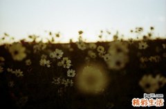 花菜的营养价值