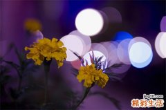 春季适合吃什么干果