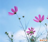 3 红土子