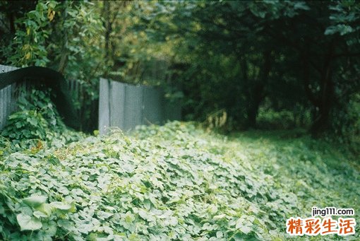 3 伏牛花