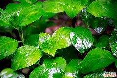 杜仲泡茶对腰好吗