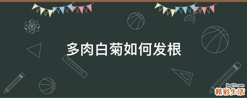 多肉白菊如何发根