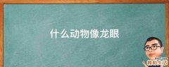 什么动物像龙眼