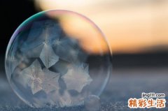 4 虎耳还魂草