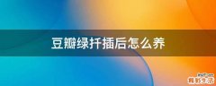 豆瓣绿扦插后怎么养