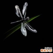 2 营养搭配：茶水加蜂蜜提高抵抗力
