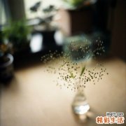 白癜风的症状