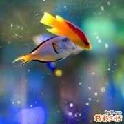 热伤风吃什么好得快