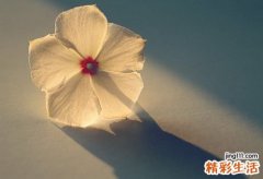 鼻窦炎会引起扁桃体发炎吗