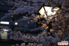 4 红郎伞