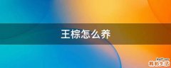 王棕怎么养