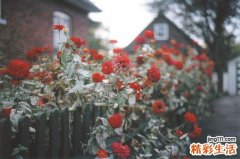 治疗脱发的偏方21