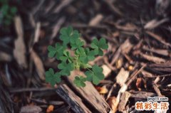 治疗雀斑方6