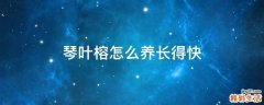 琴叶榕怎么养长得快
