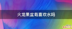 火龙果盆栽喜欢水吗