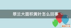 翠兰大面积黄叶怎么回事