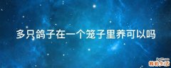 多只鸽子在一个笼子里养可以吗