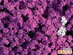2 中药治疗肿瘤
