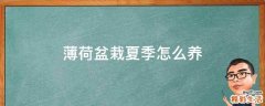薄荷盆栽夏季怎么养