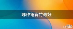 哪种龟背竹最好