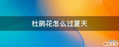 杜鹃花怎么过夏天