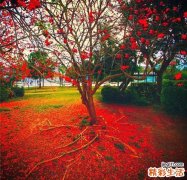 白果怎么样存放得久