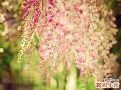 春季气候多变警惕风湿热