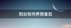 阳台如何养银皇后