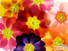 雀斑方七