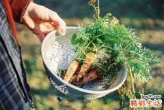 原發(fā)性女性尿道腫瘤知多少