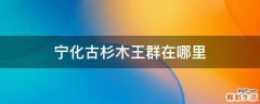 宁化古杉木王群在哪里
