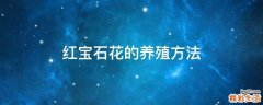 红宝石花的养殖方法